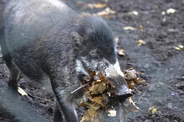191014pig2