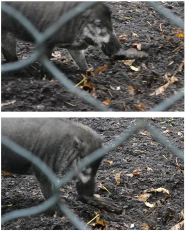 191014pig3