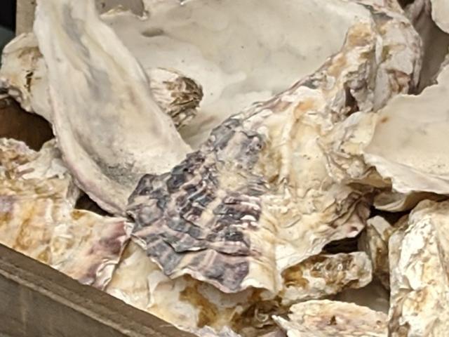 191021pixel4zoom_05