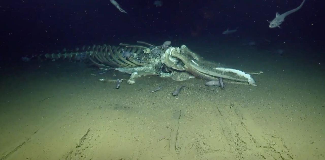 跳んで跳んで跳びまくる | 小笠原・イルカ・クジラ情報 【使用期間少なめ】深海洞窟ダイバーとザトウクジラ常夜灯
