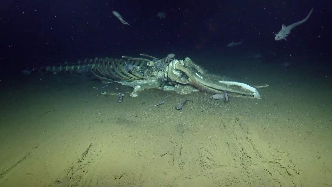 クジラの死骸に群がる小さな生き物たちの姿になぜか見入ってしまう海底ライブ中継