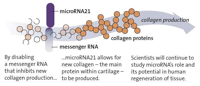 191028microRNA21