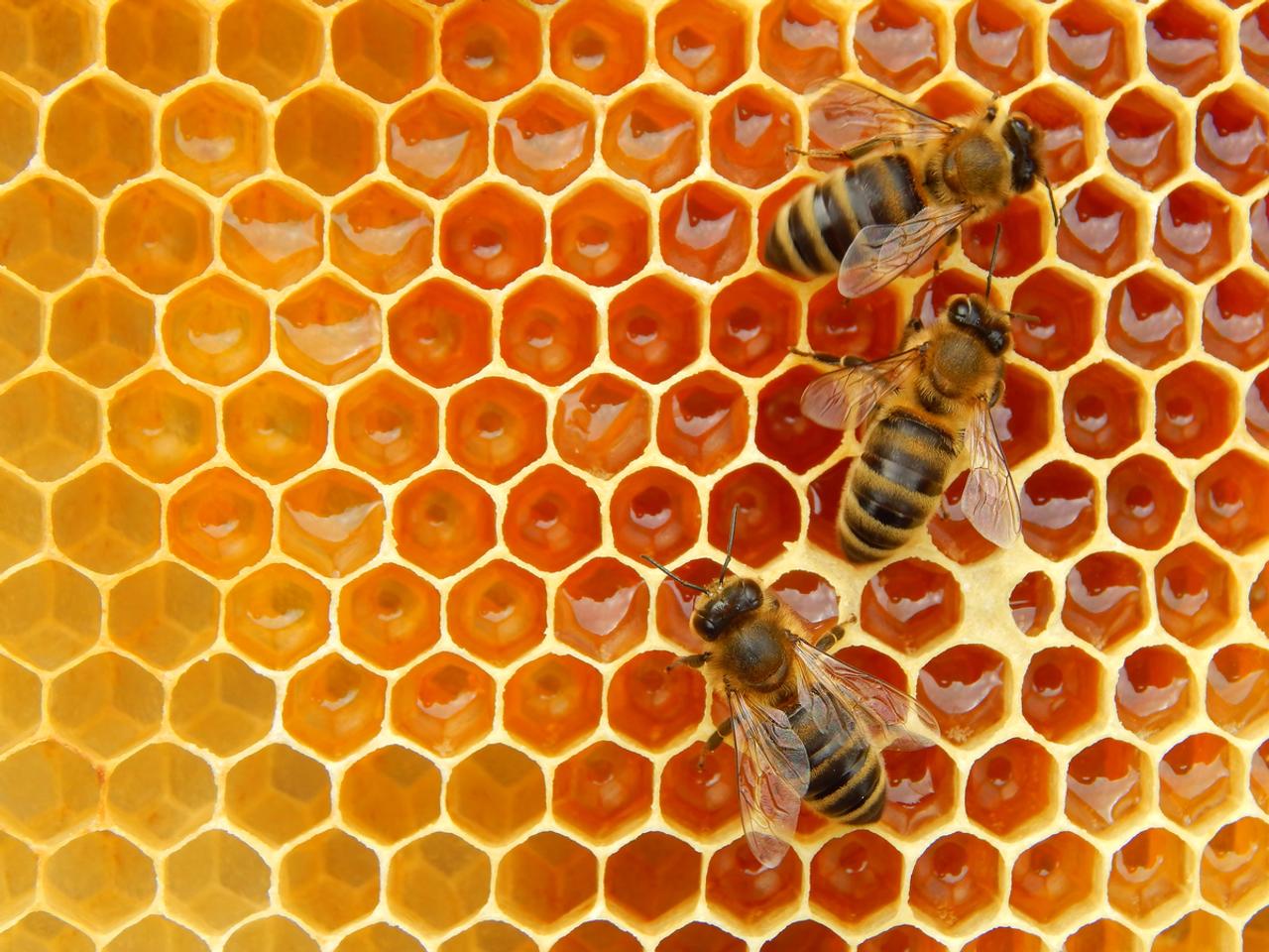 ミツバチが絶滅危機…。それならスーパーミツバチを作る！