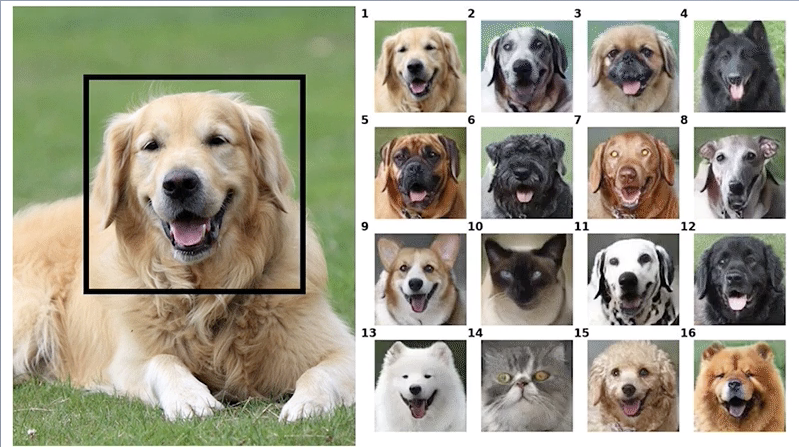 あなたの犬 違う犬種だったらこんな感じ Nvidiaの新しいai Ganimals ギズモード ジャパン