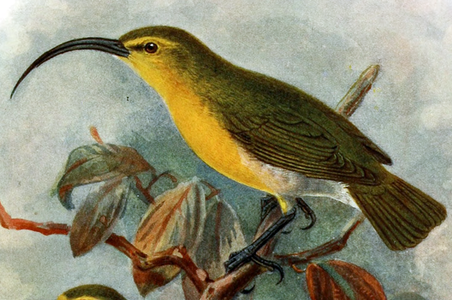 20191222_AlltheSpeciesDeclaredExtinctThisDecade_03_Oahuakialoa