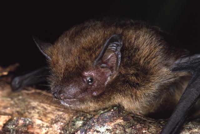 20191222_AlltheSpeciesDeclaredExtinctThisDecade_09_Christmasislandpipistrelle
