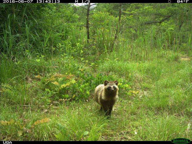 20200120_Fukushima'sExclusionZoneIsBeingOvertakenbyWildAnimals_02_racoondog