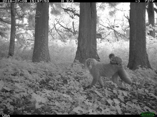 20200120_Fukushima'sExclusionZoneIsBeingOvertakenbyWildAnimals_03_macaques