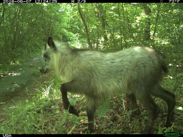 20200120_Fukushima'sExclusionZoneIsBeingOvertakenbyWildAnimals_04_serow