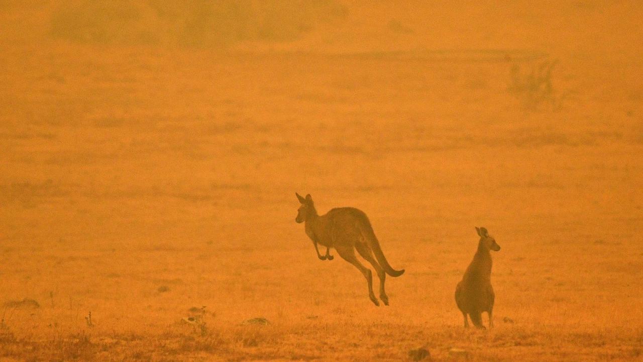 推定12億5000万匹の動物が犠牲に。オーストラリアの森林火災が本当にやばい