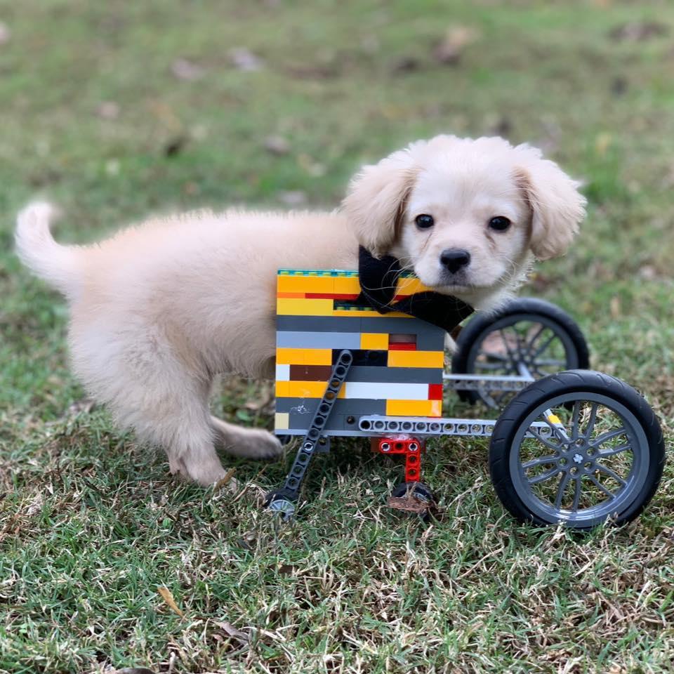 12歳の少年、前脚のない子犬にレゴで車椅子を作る | ギズモード・ジャパン