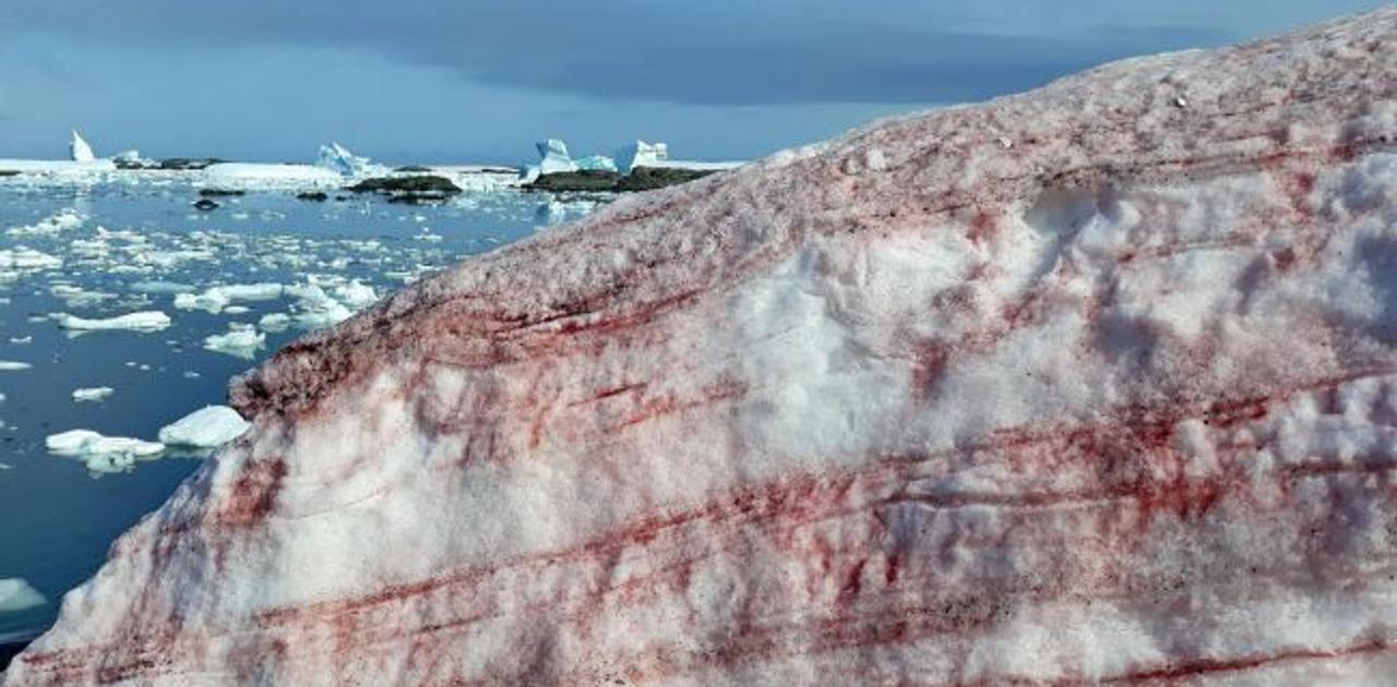 南極に 血の色の雪が積もる 研究者は 温暖化を引き起こしかねない と危惧 ギズモード ジャパン