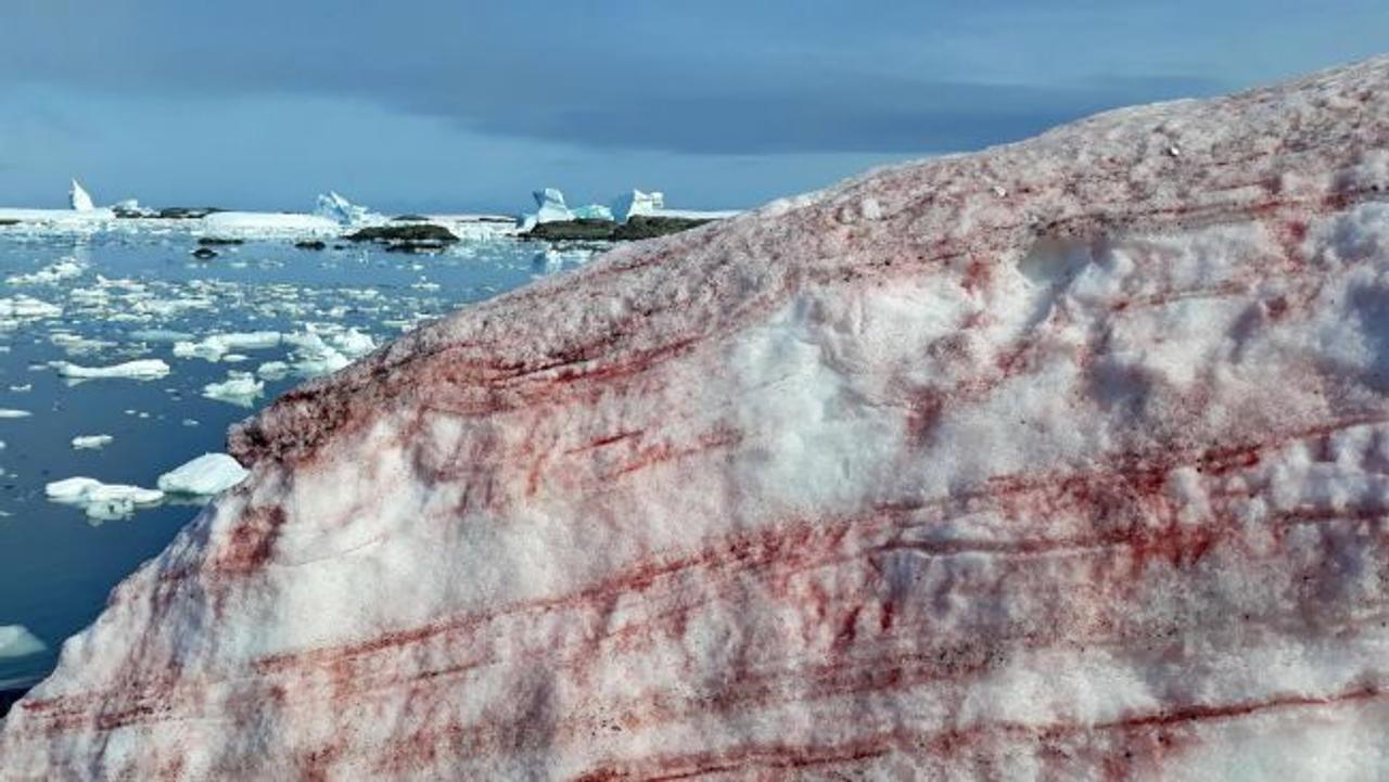 南極に、血の色の雪が積もる…研究者は｢温暖化を引き起こしかねない｣と危惧