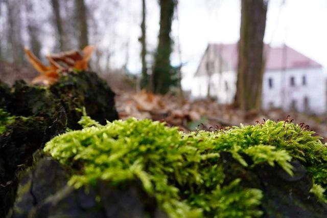 20200305SONYa6100_dynamic_range_moss