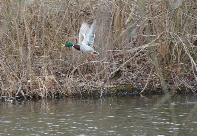 20200305SONYa6100_burst_duck