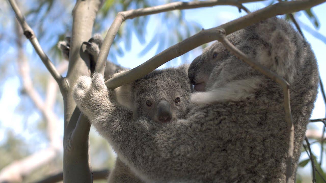 オーストラリア森林火災で生き残ったコアラを、DJIのドローンで数える