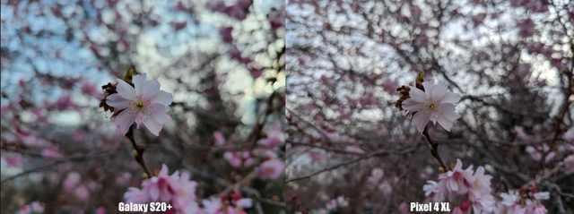 20200324GalaxyS20Plus_vs_Pixel4XL_c_bokeh
