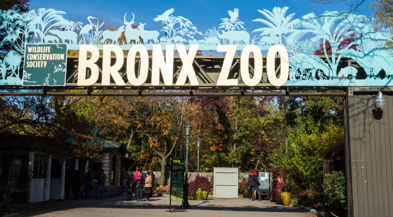 ブロンクス動物園のトラが、新型コロナウイルス陽性反応。他の大型ネコ科動物にも呼吸器系の症状