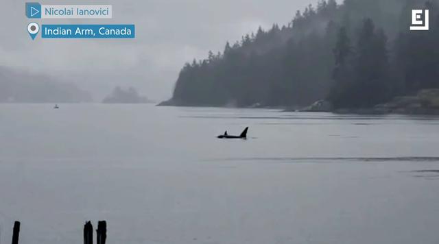 HowWeCanLiveWithWildlifeAfterCoronavirusPasses_06_Orcas