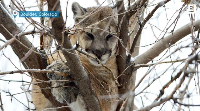 HowWeCanLiveWithWildlifeAfterCoronavirusPasses_07_Couger