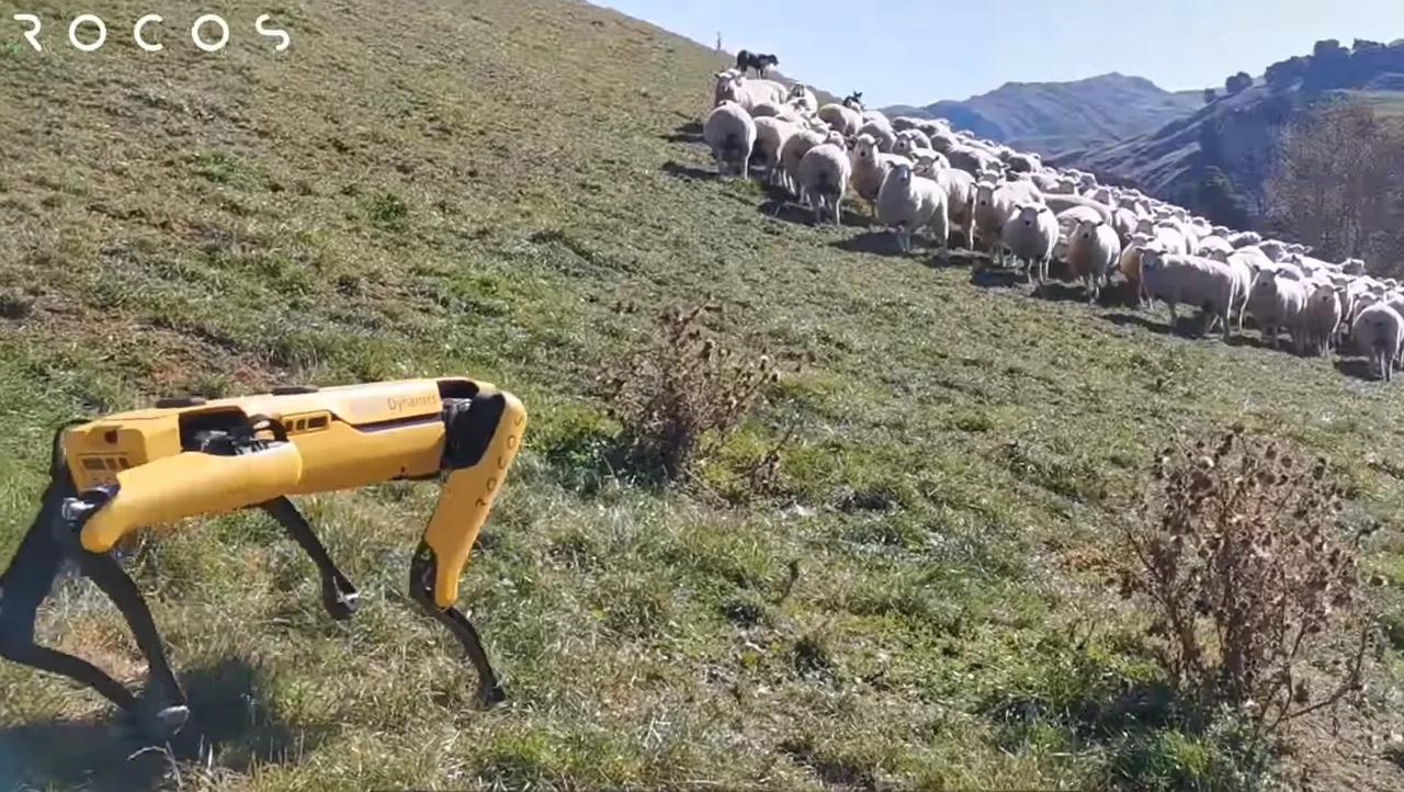 牧羊犬、ロボット犬に仕事を奪われる