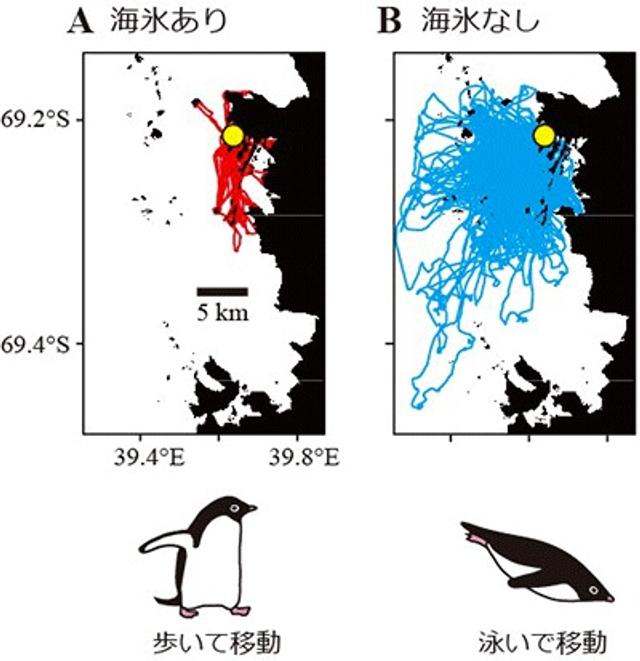 2020-06-25_AtLeastSomePenguinsBenefitedFromRecordAntarcticSeaIceLoss_02_walk-swim-comparison-from-study