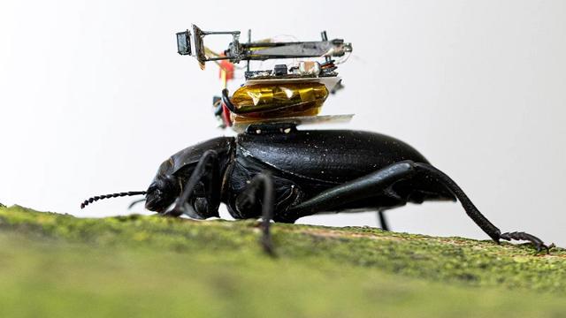 200722beetle2