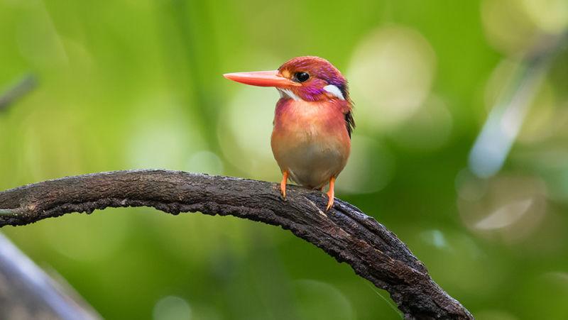 めったなことでは写真に収められないレアな生き物たち | ギズモード