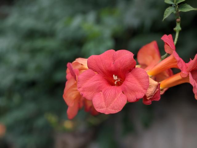20200804-pixel-4a-r01