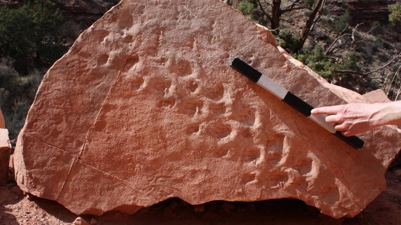 グランドキャニオンで発見された｢3億年前の足跡｣に注目せずにはいられないワケ