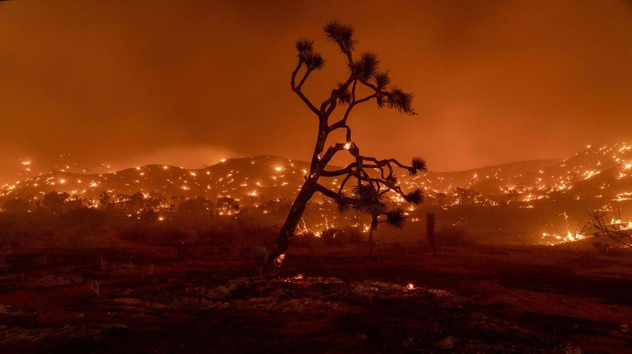 気候変動で絶滅の危機。カリフォルニア州、ジョシュアツリーの保護に乗り出す
