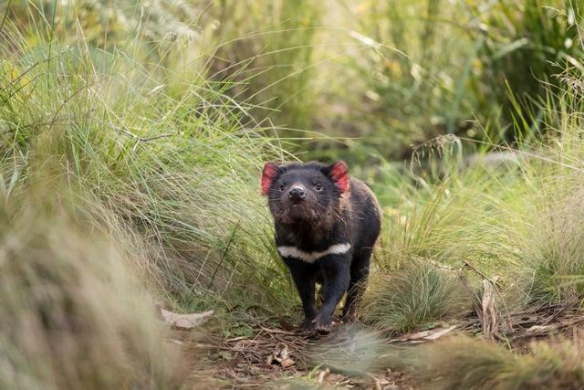 tasmanian-devils03