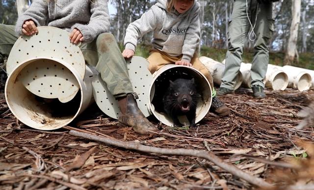 tasmanian-devils02