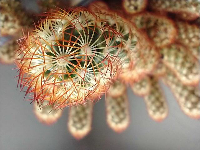 Macro-rearcam3_R