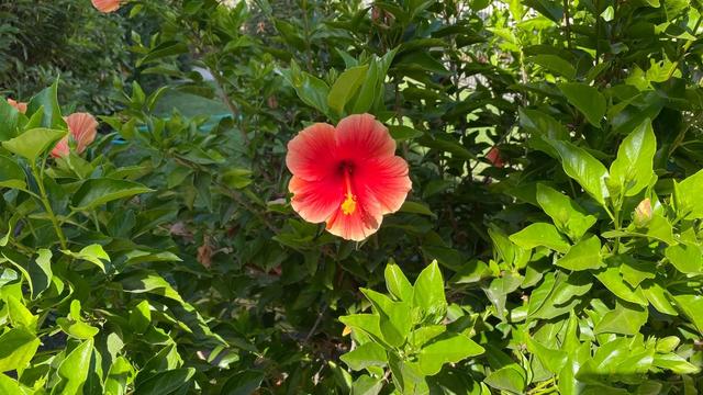 201028_iphone12rev19