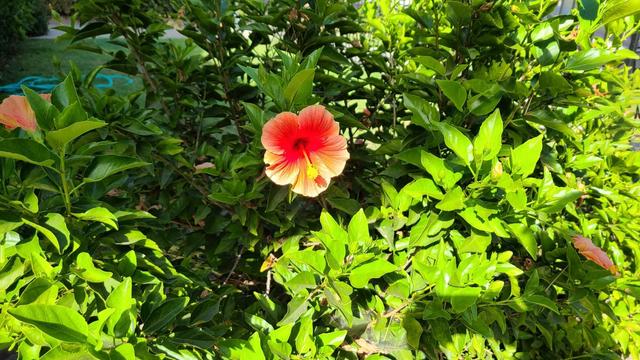 201028_iphone12rev20