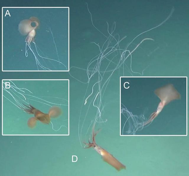 オーストラリアの深海で珍しいミズヒキイカが複数目撃される ギズモード ジャパン