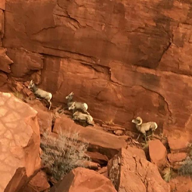 20201125big-horn-sheep