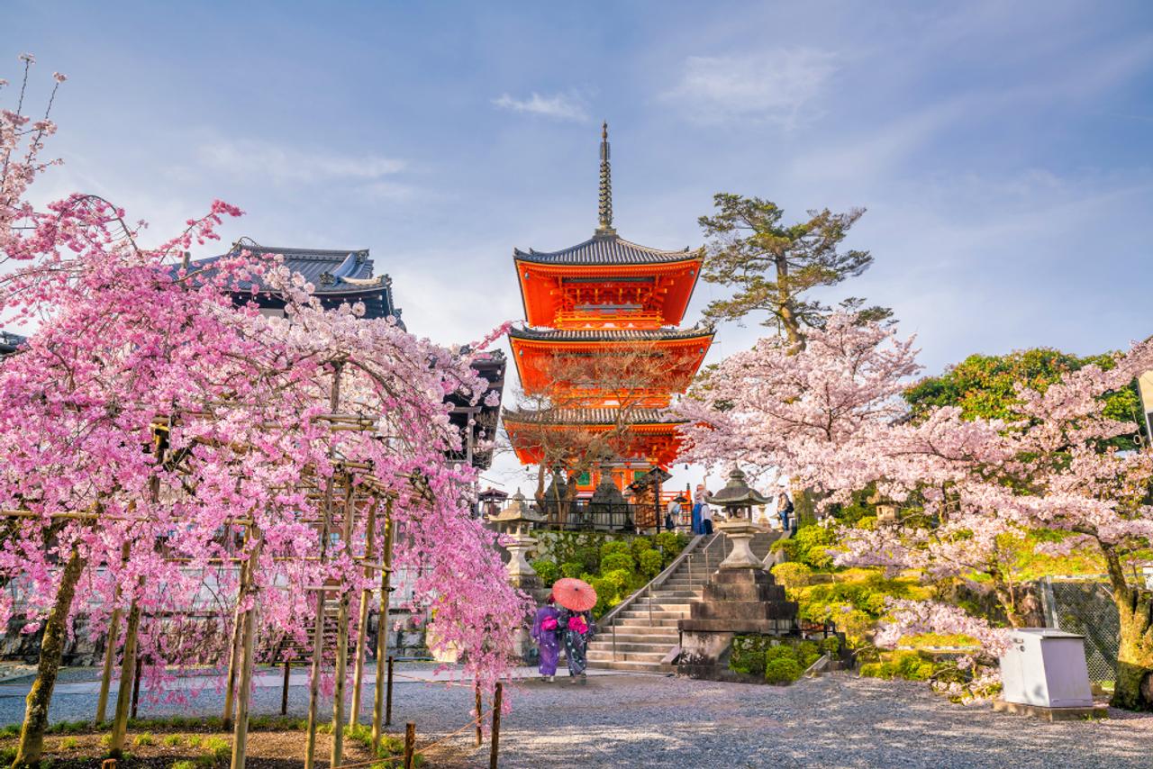 京都で桜がこんなに早く咲くのは実に1200年ぶりのこと