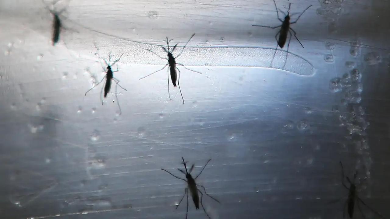 蚊が媒介する病気を防ぐために、10億匹の蚊を解き放つ作戦が始まった