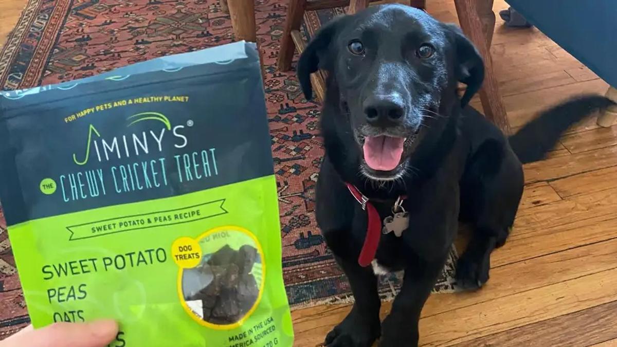 愛犬に虫でできたペットフードをあげてみた | ギズモード・ジャパン