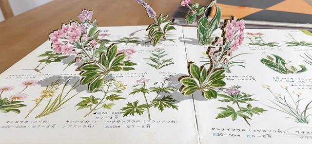 210616_rakugakiar_highlandplants