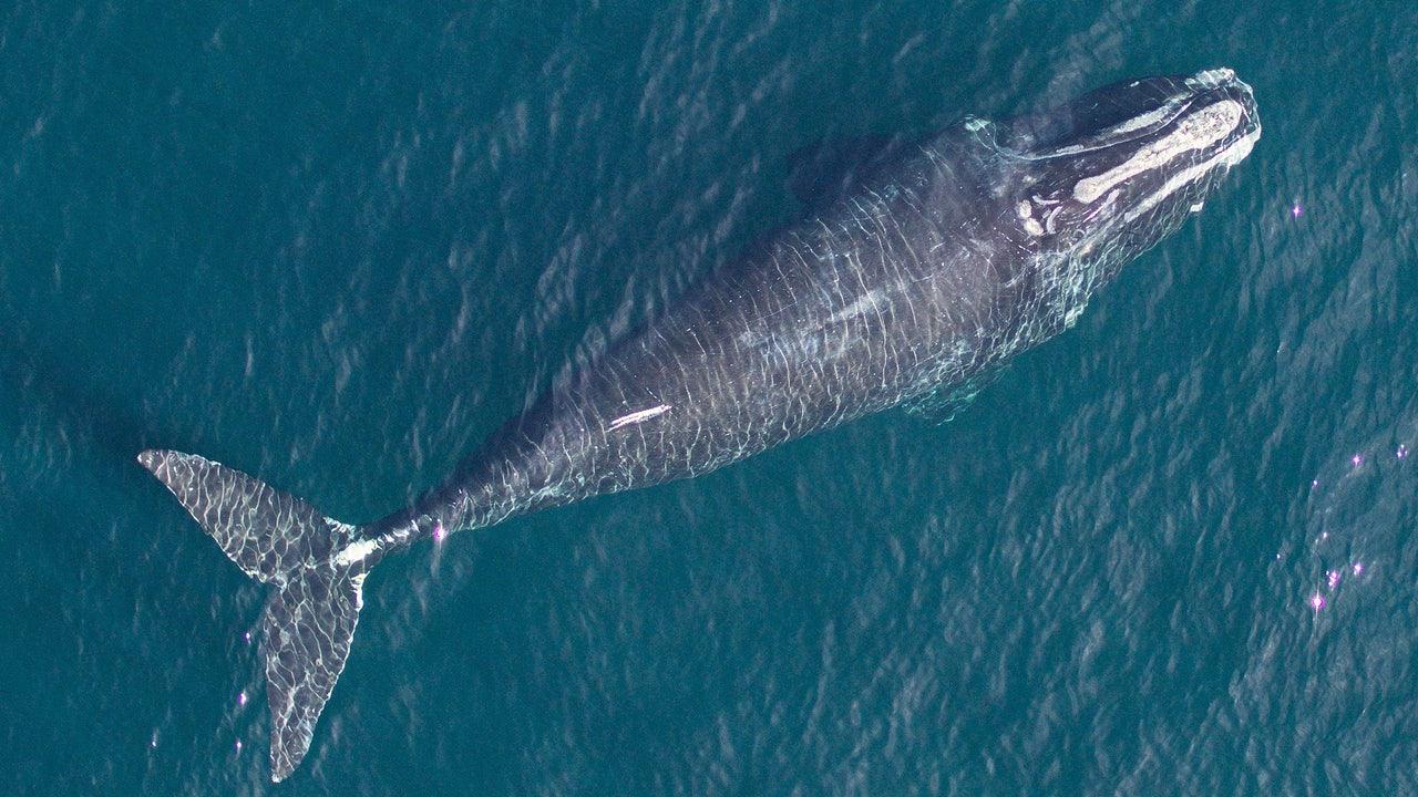 暑すぎる地球…クジラも小さくなってきたって知ってた？