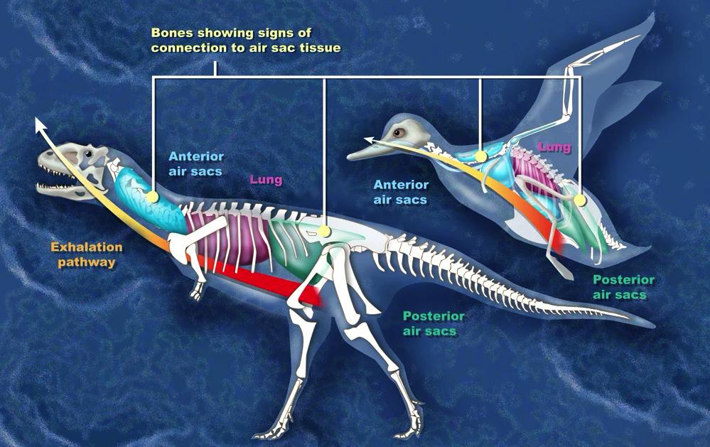 鳥は｢恐竜の子孫｣ではありません、恐竜なんです | ギズモード・ジャパン