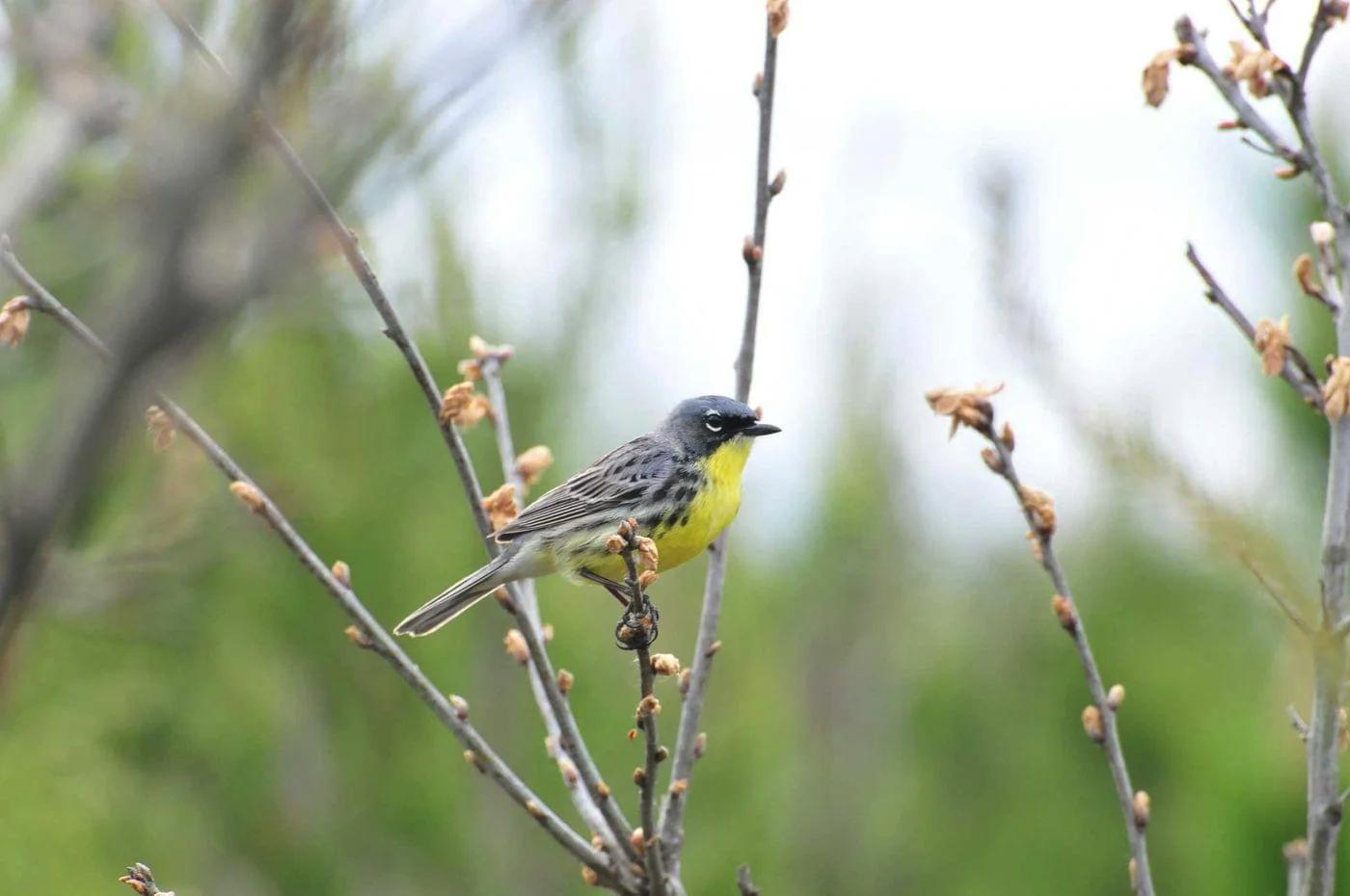 鳥は｢恐竜の子孫｣ではありません、恐竜なんです | ギズモード・ジャパン