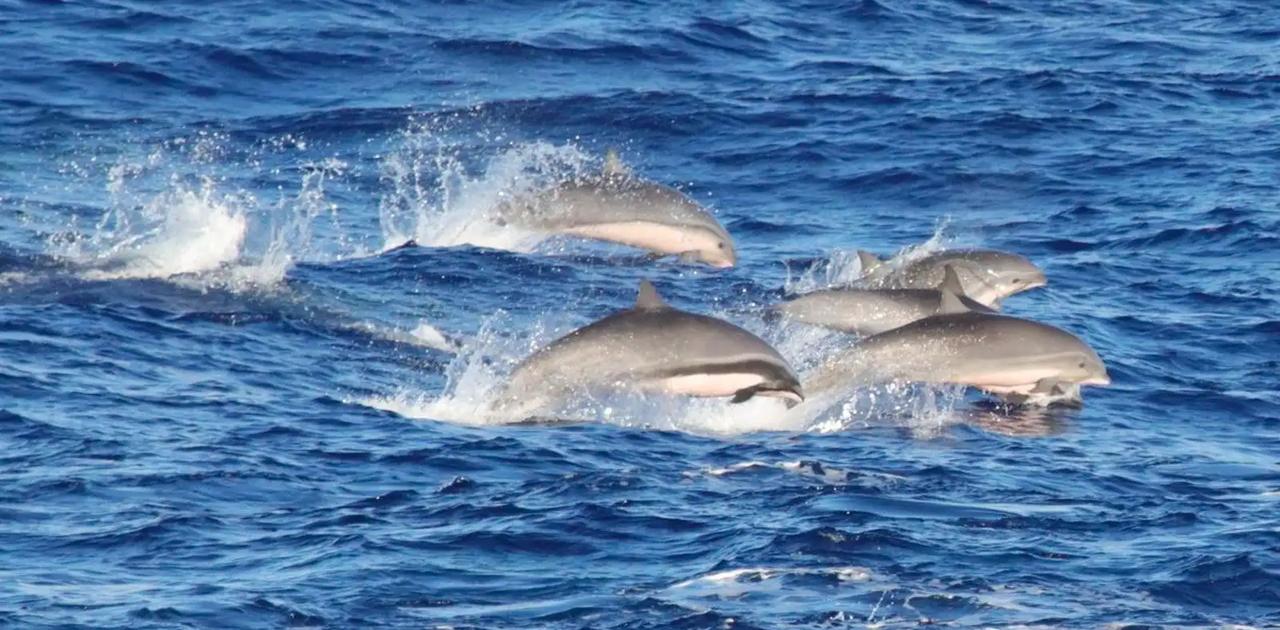 海洋哺乳類にも新型ウイルス感染拡大の懸念 ハワイのイルカから新種のウィルス発見される ギズモード ジャパン