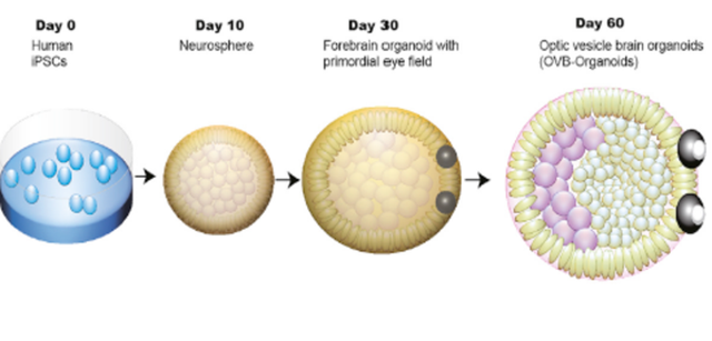 20210819Stemcell