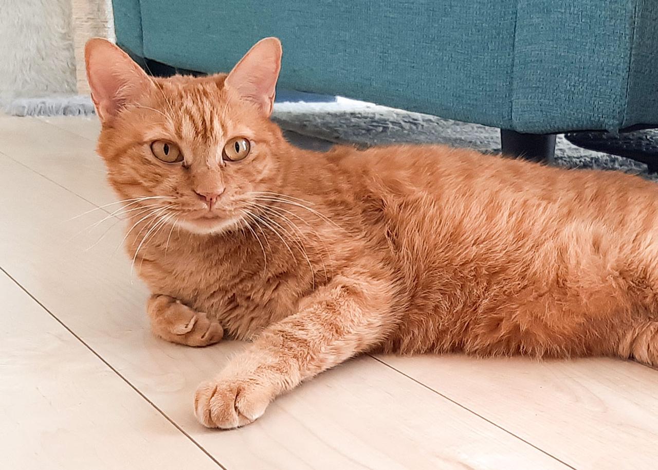 アマゾン ウェブ サービスに猫のごはんを相談したら ハードウェアもクラウドもぜんぶ提案してくれた ギズモード ジャパン アマゾン ウェブ サービスに猫のごはんを相談したら ハードウェアもクラウドもぜんぶ提案してくれた ギズモード ジャパン