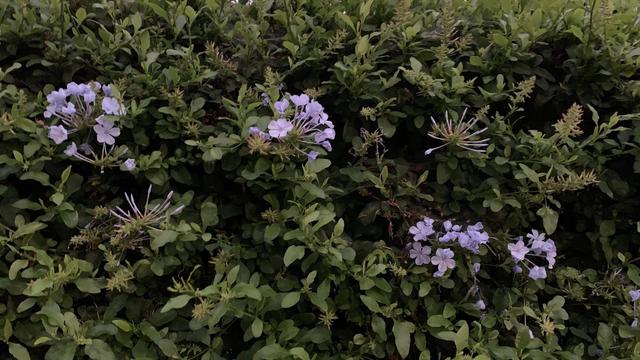 210929_iphone13andminirev11