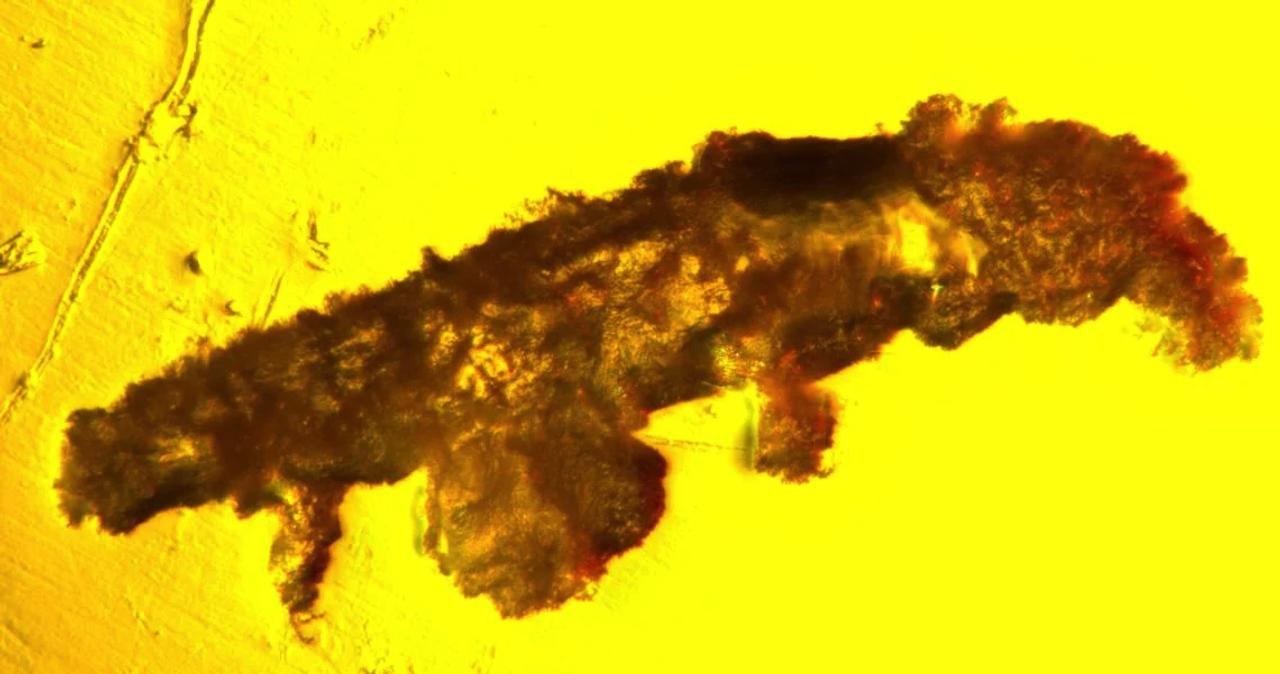 琥珀に保存されていた1600万年前のクマムシが見つかりました